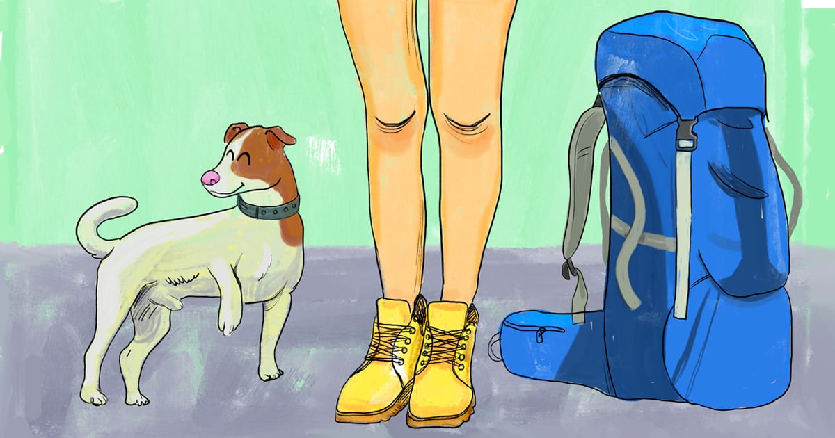 Comment Voyager Avec Son Chien Le Guide Ultime